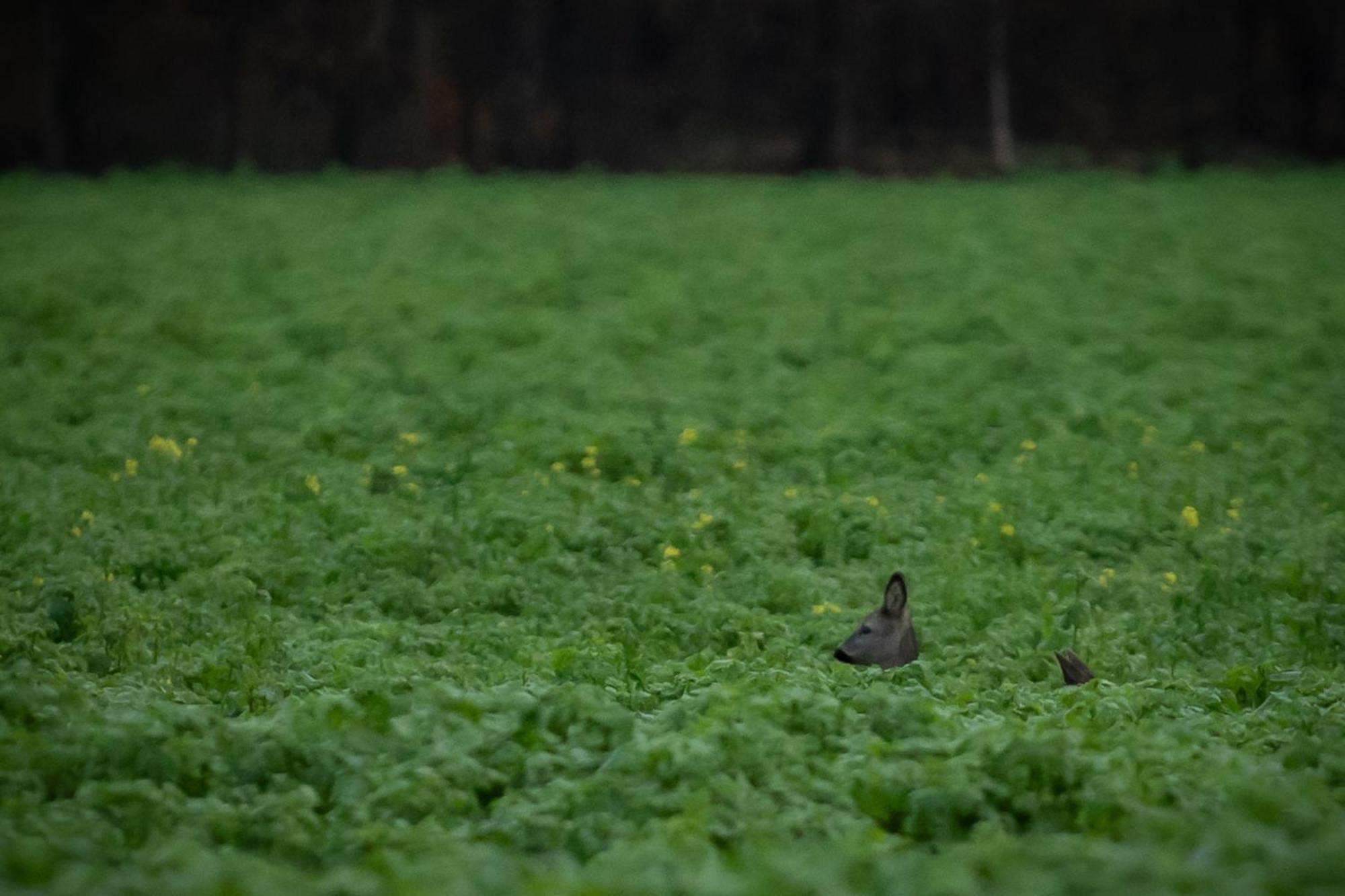 Drents Genieten - Kraaiheide Met Prive Jacuzzi Erm Bagian luar foto